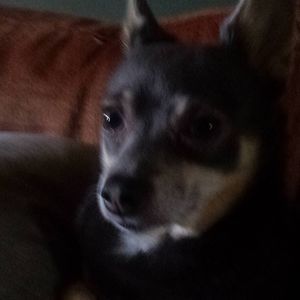 Meet your Posher, Logan